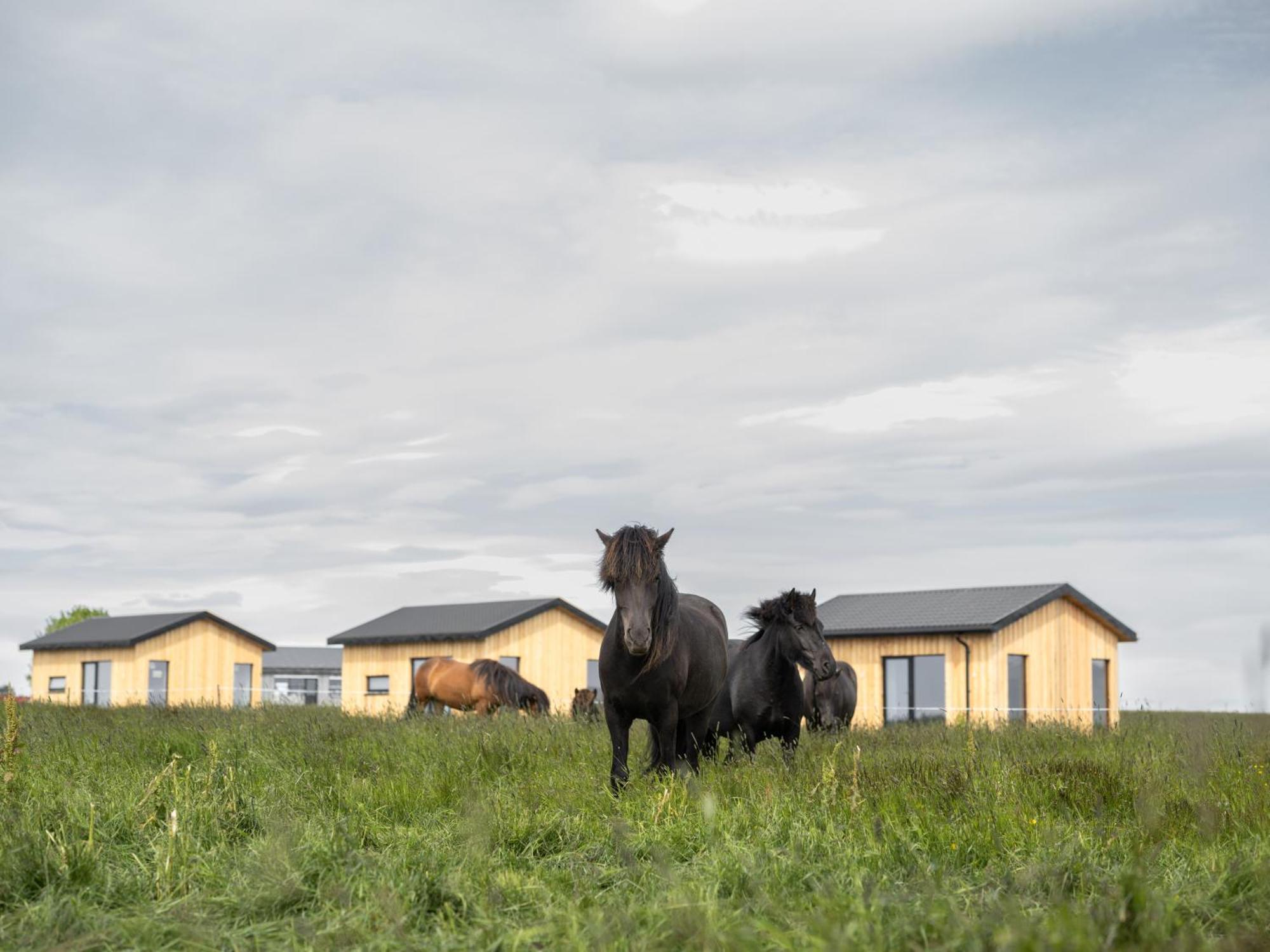 Sleeping With The Horses Apartment Hvolsvollur Bagian luar foto